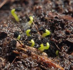 Byblis filifolia - klíčení semen