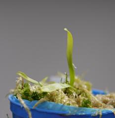 Utricularia mannii