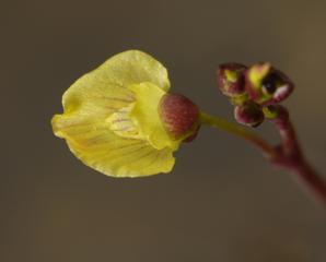 Utricularia bremii