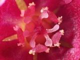 Drosera prolifera - detail květu
