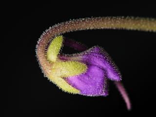 Pinguicula moctezumae × cyclosecta