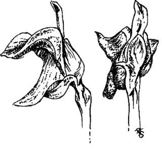 Utricularia lateriflora