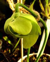 Sarracenia oreophila  flava var. rugelii