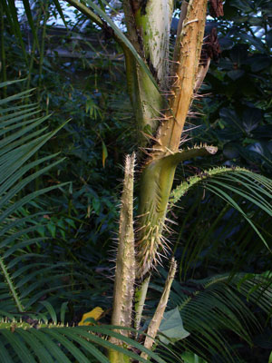 Ratanov palma