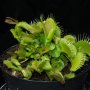 Dionaea muscipula "Freely clumping form"