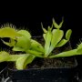 Dionaea muscipula "Green"