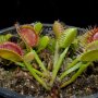 Dionaea muscipula "Long red fingers"