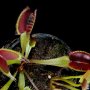 Dionaea muscipula "Red line"