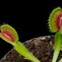 Dionaea muscipula "Red splotch"
