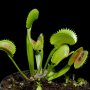 Dionaea muscipula 'Dentate traps'