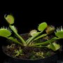 Dionaea muscipula 'Fused Tooth'