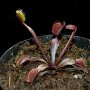 Dionaea muscipula 'Royal Red'