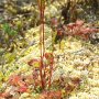 Rosnatka okrouhlolist� (Drosera rotundifolia L.), rosnatkovit� (Droseraceae
Salisb.)

Rosnatka okrouhlolist� (Drosera rotundifolia L.) byla prvn� maso�ravou
rostlinou, kterou jsme kr�tce po vstupu do rekrea�n�ho are�lu koupali�t�
P�skovna opod�l Vesel� nad Lu�nic� zaznamenali. Roste zde solit�rn� i ve
shluc�ch, v ra�elin�ku i, jako v p��pad� na sn�mku, na hol� vlhk� p�s�it�
zemin�, a to v bezprost�edn� bl�zkosti slun�c�ch se a koupaj�c�ch rekreant�!
Mezi jedinci zdej�� populace jsou patrn� ur�it� vzhledov� prom�nlivosti v
z�vislosti na mikroklimatu, v n�m� rostou. Tento jedinec rostl na voln�m
nezast�n�n�m, ale vlh��m prostranstv� s mo�nost� pln�ho slune�n�ho po�itku,
kter� podmi�uje markantn� tvorbu droserinu, charakteristick�ho barviva rosnatek
ze slune�n�ch stanovi��, je� jim prop�j�uje k rub�nu p�ipodob�ovan� zbarven�. Na
lokalit� jsou v�ak t� ra�elin�kov� subniky s v�t��m z�stinem, kde lze pozorovat
jedince o robustn�j��ch p��zemn�ch listov�ch r��ic�ch, kte�� maj� sv�tle a�
bledav� nazelenal� zbarven�. N�v�t�va t�to lokality byla vzhledem ke kveten�
rosnatek ide�ln� na�asovan�. Drtiv� v�t�ina jedinc� zdej��ch rosnatek
okrouhlolist�ch m�la nasazeno na kv�t. Na sn�mku je to dob�e viditeln� jak u
jedince v pop�ed� tak i u toho v pozad�. Kv�tn� stvol rosnatky okrouhlolist�
zakon�uje jednostrann� hrozen kv�t�, tzv. vijan. Pov�imn�te si, �e rostliny na
sn�mku se neomezuj� pouze na jedin� kv�tn� stvol. B�n� jsme jich zaznamen�vali
v po�tu 2 - 3 na jedince. Reproduk�n� snahy zdej�� populace lze tedy vystihnout
jako intenzivn� a� zu�iv�. Nach�zeli jsme u� i odkvetl� kv�tenstv� a se zral�mi
semen�ky pln�mi drobn�ch sem�nek. Pr�v� kv�tn� stvoly n�m v�born� napom�haly
objevovat i jedince zraku zcela skryt�, o nich� bychom jinak nem�li ani tu�en�.
Tak je mo�n� konstatovat, �e rosnatka okrouhlolist� na t�to lokalit� zauj�m� 3
typy subnik, kter� bych charakterizoval jako:

a) extr�mn� hol� a bez z�stinu, z nich� m�te dojem, �e jde o mal� pou�t� a� do
okam�iku, kdy se dotknete p�s�it� zeminy a zjist�te, �e je vlastn� vlhk�.
Jedinci tu �et�� odparem vody jak se d� a opravdu robustn� rostliny vyr�staj�
jen na m�stech, kde je pr�sak vody markantn�j�� a i na pouh� pohled viditeln�.
P�eva�uje zde sp�e forma krvav� rud�ch minir��ic p�ipom�naj�c�ch n�kter� druhy
australsk�ch trpasli��ch rosnatek, je� jsou spodinou list� do ter�nu doslova
natiskl� jako jak�si drobn� mince;

b) intermedi�rn�, tj. v z�poji s ra�elin�kem (Sphagnum sp.), kdy rostliny rostou
p��mo na n�m nebo v jeho t�sn�m sousedstv�. V popisovan� subnice se pro tento
rosnat�� druh nach�zej� jedinci vzhledov� nejcharakteristi�t�j��, takov�, kter�
dob�e zn�me z nejrozmanit�j��ch botanick�ch publikac�.

c) extr�mn� skryt�, tj. takov�, v nich� jedinci vegetuj� zcela p�erostl� nikoliv
ra�elin�kem, n�br� strome�kovit�mi autotrofn�mi sporofyty plon�ku obecn�ho
(Polytrichum commune) a lze je zahl�dnout teprve a� po rozhrnut� jejich shluk�
zcela p�i substr�tu a bez tendence vytahovat se v��e. Jedinci z t�to subniky
p�ipom�naj� hlubinn� chobotnice. Maj� oproti jedinc�m ze subniky a) mnohem del��
�ap�ky, je� p���in� a� vystoupav� pror�staj� plon�kov�mi "les�ky" a exponuj�
nap��� touto splet� sv� �epelnat� loveck� pasti. Vzhledem k jejich robustnosti
nikoliv bez �sp�chu!

...
