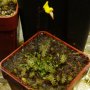 Genlisea nigricaulis - forma z tepui s většími květy