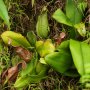 day-04-pic-03-hose-mountains-nepenthes-mirabilis.jpg