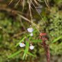 day-04-pic-13-hose-mountains-utricularia-striatula.jpg