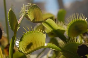 Mucholapka podivná (Dionaea muscipula)