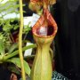 2012-nepenthes_lowii.jpg