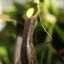 2012-nepenthes_mikei.jpg