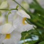 2017_utricularia_alpina.jpg
