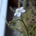 Drosra-finlaysoniana-white-flower.jpg