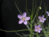 Byblis liniflora - květ