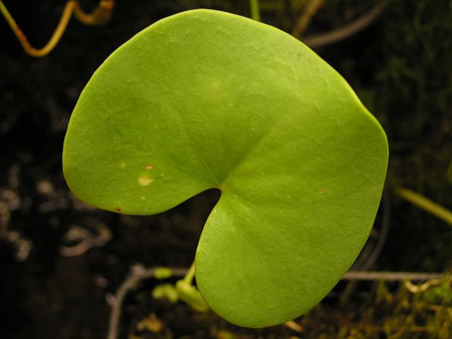 Utricularia reniformis - detail listu