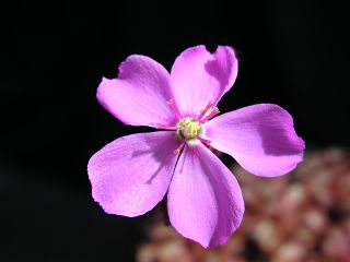 Drosera slackii - detail květu