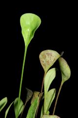 Utricularia humboldtii