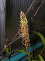 Nepenthes mira - samčí květ