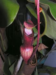 Nepenthes pervillei - dolní láčka