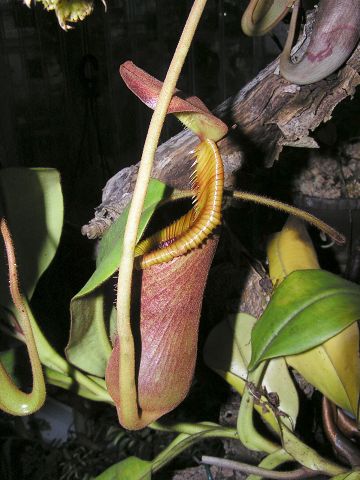 Nepenthes lowii × macrophylla - (Nepenthes × trusmadiensis)