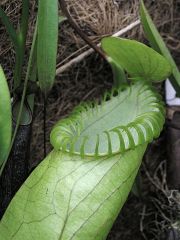 Nepenthes hamata - horní láčka