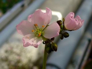 Drosera binata var. multifida "pink flower"