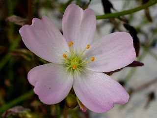 Drosera binata var. multifida "pink flower"
