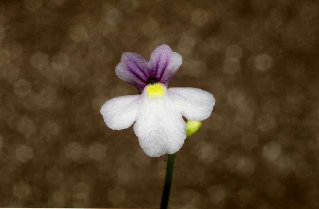 Genlisea lobata × violacea