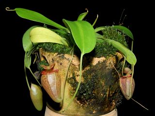 Nepenthes flava