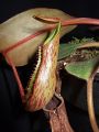 Nepenthes fusca