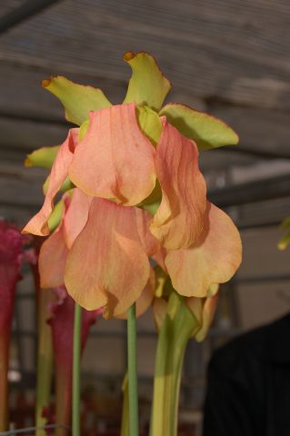 Sarracenia leucophylla × oreophila - (Sarracenia × mooreana)