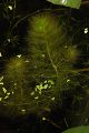 Utricularia aurea