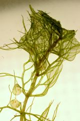 Utricularia aurea
