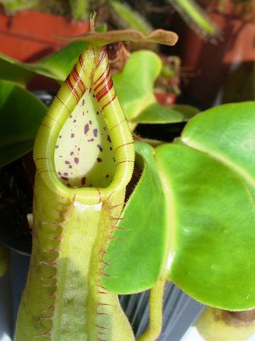 Nepenthes truncata