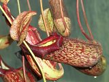 Nepenthes northiana × maxima - (Nepenthes × mixta)