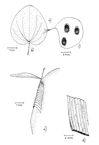 Nepenthes aristolochioides