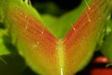 Dionaea muscipula