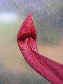 Sarracenia psittacina × oreophila