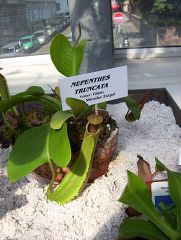 Nepenthes truncata