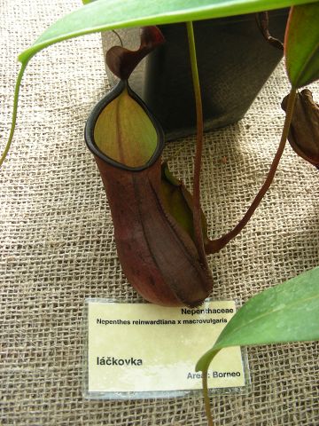 Nepenthes reinwardtiana × macrovulgaris