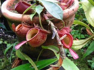 Nepenthes ampullaria "red form"