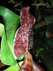 Nepenthes lowii × truncata